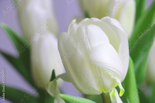 Close-up of a white blooming bouquet of tulips.