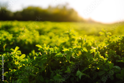 Green field of lucerne (Medicago sativa) summer time against sunlight. Field of fresh grass growing. 