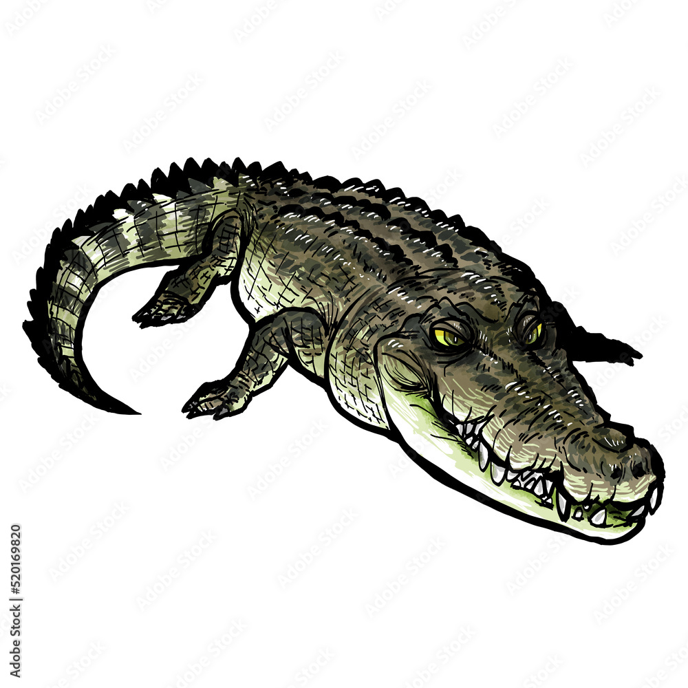 Fototapeta premium crocodile isolated on white background