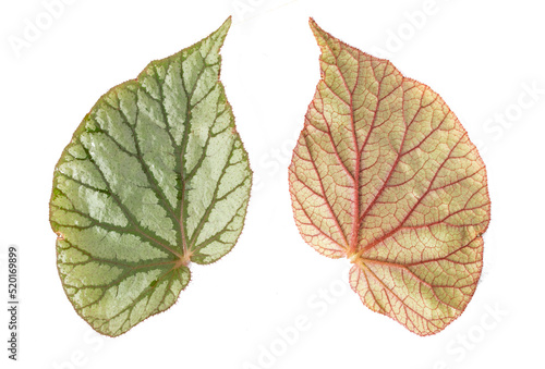 Begonia leaf front and back, isolated on white background