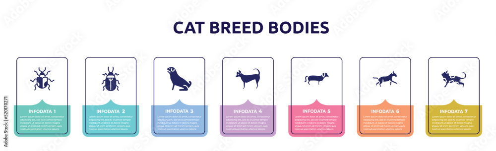 cat breed bodies concept infographic design template. included chrysomela, pollen beetle, pug, chihuahua, dachshund, bulterrier, toyger cat icons and 7 option or steps.