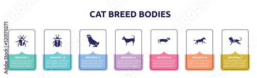 cat breed bodies concept infographic design template. included chrysomela  pollen beetle  pug  chihuahua  dachshund  bulterrier  toyger cat icons and 7 option or steps.