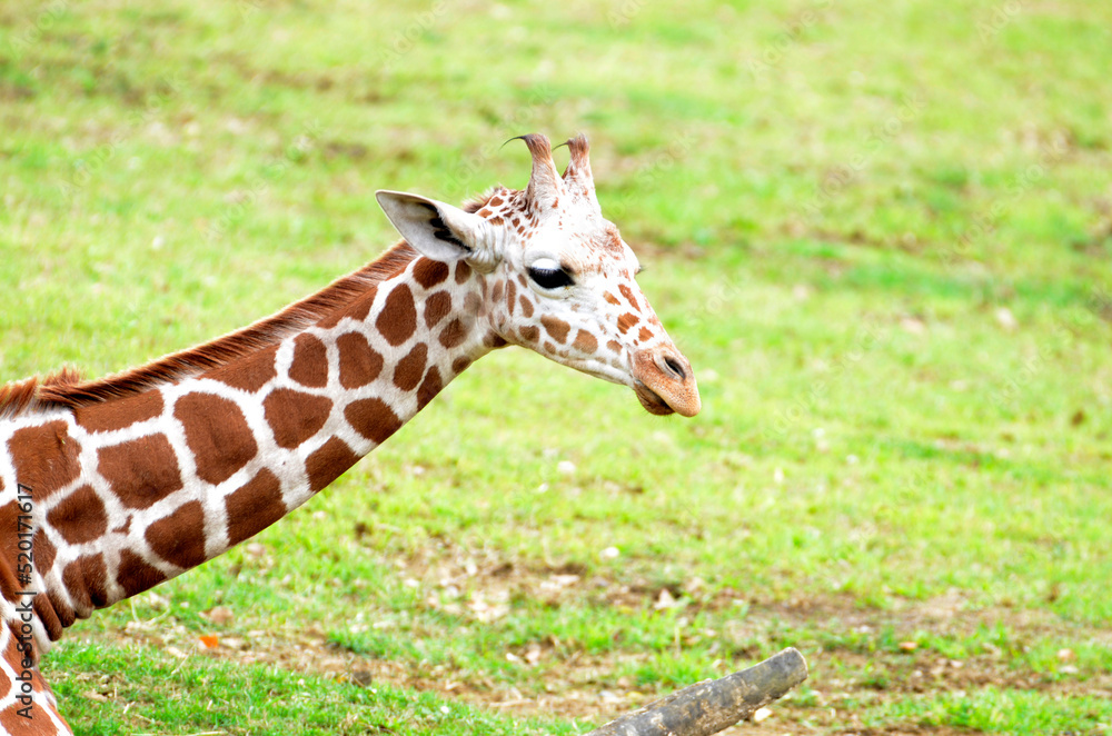 Obraz premium キリン