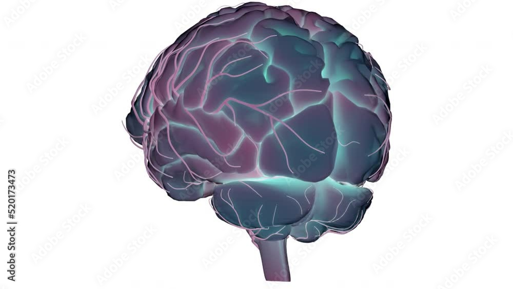Brain Structure Animation Central organ of Human Nervous System Brain Anatomy Animation Concept ...