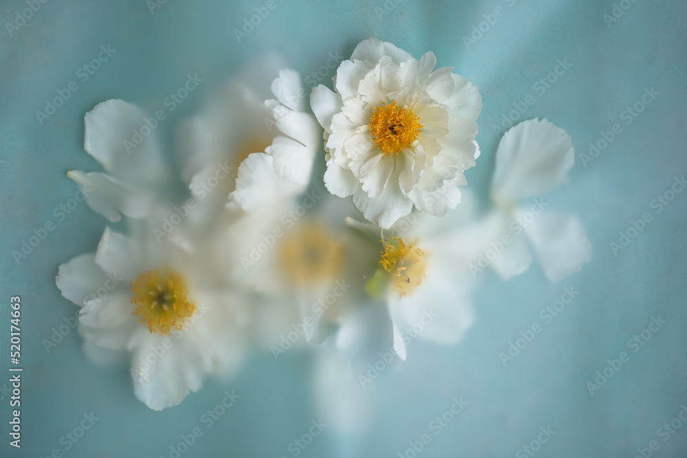Obraz premium A group of large beautiful white peonies with a yellow center lie in a blurred filter on a blue background with empty space for text