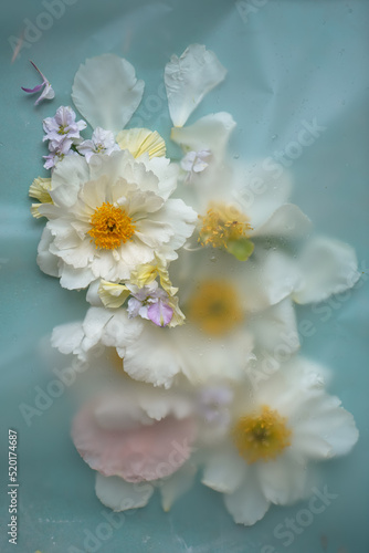 Fashion for flowers. Creative floral background with light flowers on a blue background. Peonies and seasonal flowers, top view