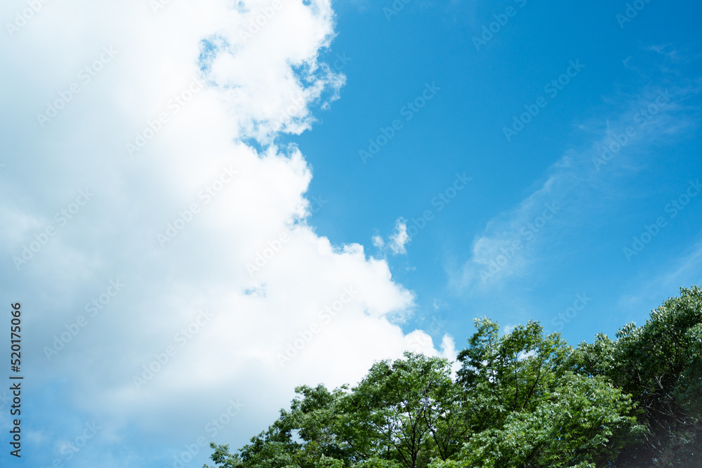 夏の空と緑 夏の空と緑