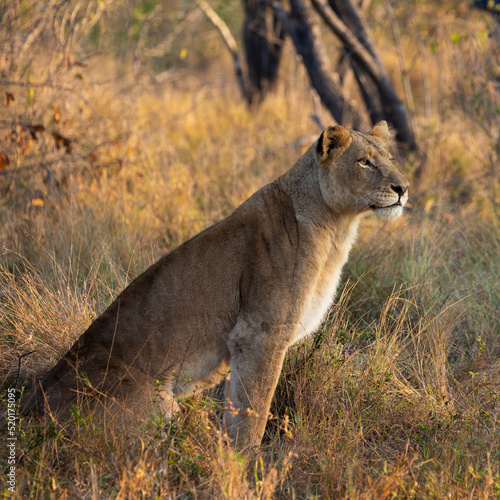 a big lioness in the wild