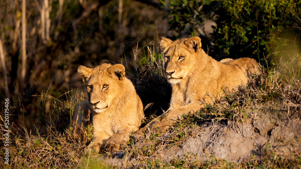 lion cubs on a termite mound in the golden hour lion cubs on a termite mound in the golden hour