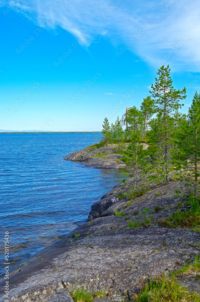 Pine trees on the granite shore of the polar lake Pine trees on the granite shore of the polar lake