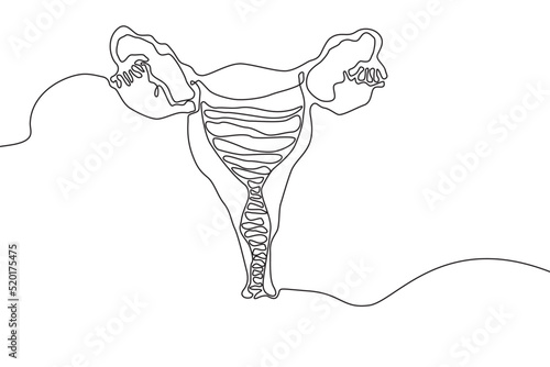 Uterus Hand drawn icon continuous line drawing. Human organs Creative abstract art background Trendy concept One single line design. Outline simple image black and white color Vector