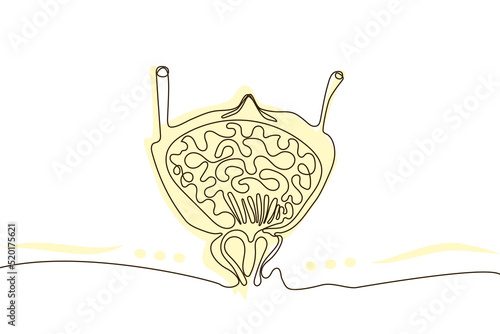 Bladder Hand drawn icon continuous line drawing and pink flat silhouette. Human organs. Medicine trendy concept One single line design. Outline simple image black and white Vector