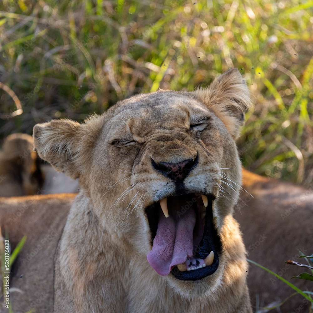 Obraz premium lioness making a funny face