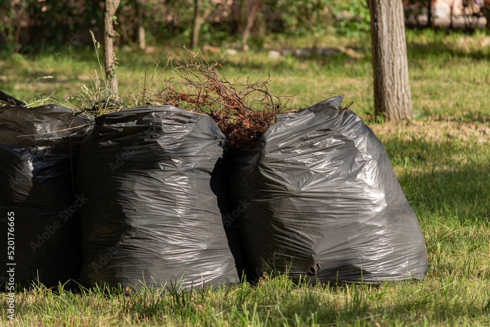 Dried plants packed in trash bags on grass outdoors. Nature recycling concept Dried plants packed in trash bags on grass outdoors. Nature recycling concept
