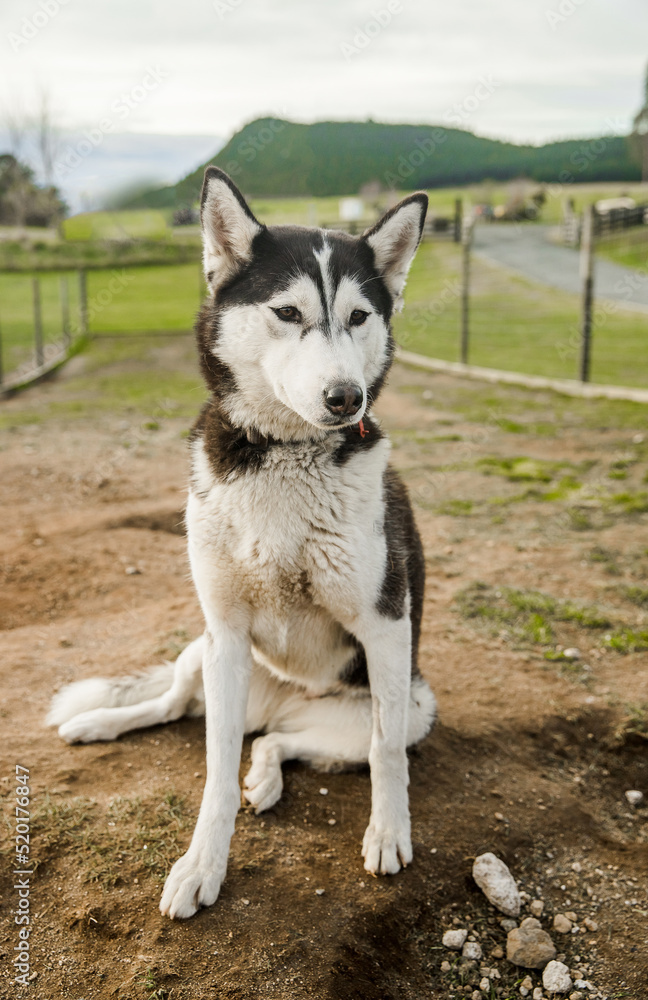 purebred siberian husky dog outdoors purebred siberian husky dog outdoors