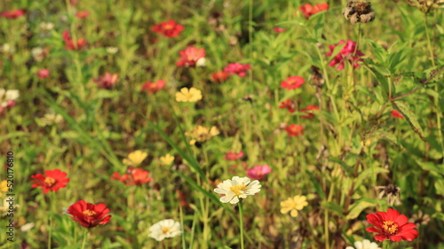 zinnia flowers growing wild in the meadow © Aresya
