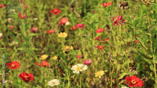 zinnia flowers growing wild in the meadow