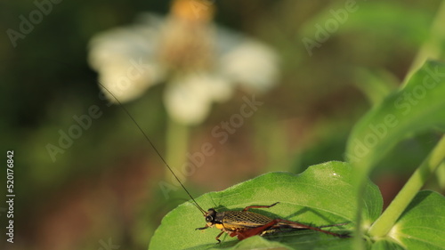 a wild cricket with its long horns is perching on a leaf © Aresya