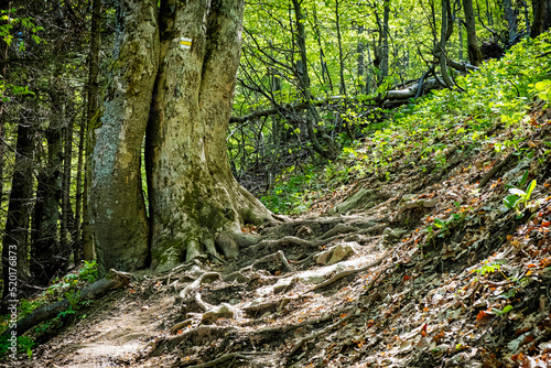 Tourist path and big deciduous tree, Klak hill, Slovakia