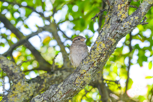 Sparrow close-up perched on a branch with a blur green background in its environment and habitat surrounding. Coniferous trees.