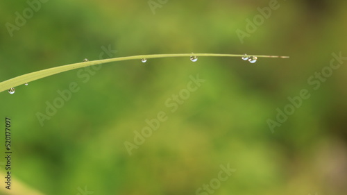 dew drops on the leaves