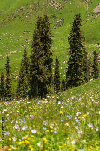 cypress trees and colorful wild flowers © imphilip