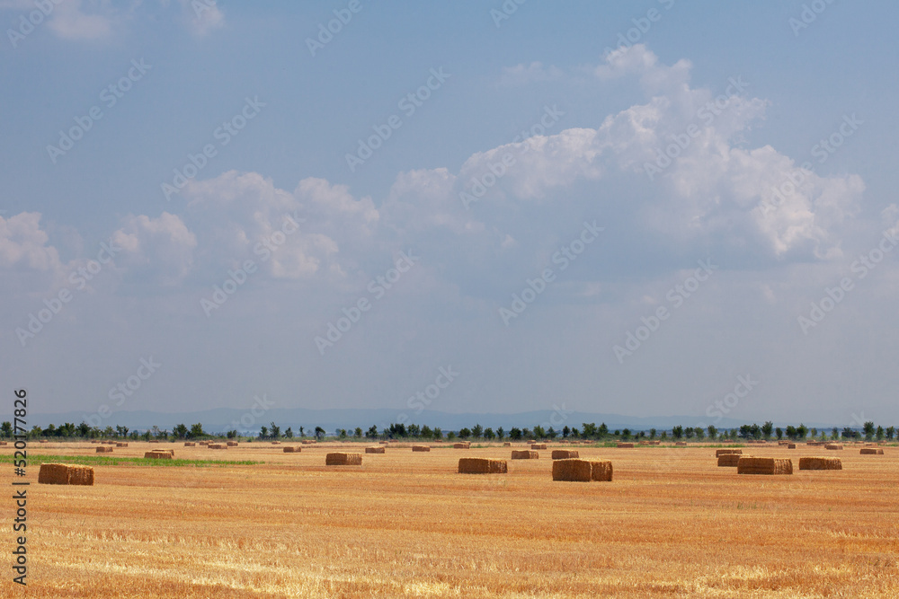 Wheat field after harvest with straw bales. Wheat field with straw bales after harvesting in a sunny day.