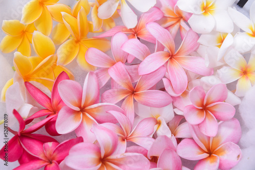 Colorful Plumeria flowers on water in the bowl    © William WANG