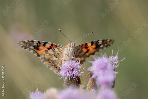 Painted lady butterfly (Vanessa cardui) frontal view. photo