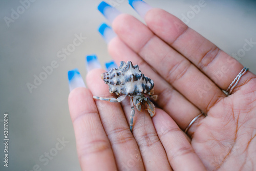 hermit crab in hand