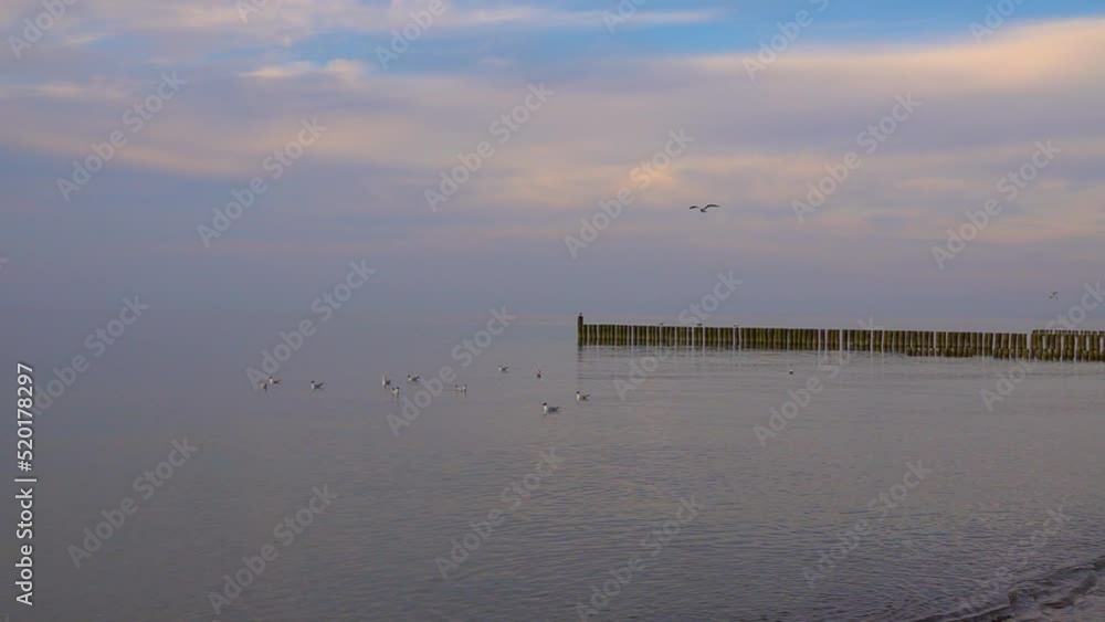 flying seagulls over the sea. Baltic. Poland. slow motion
