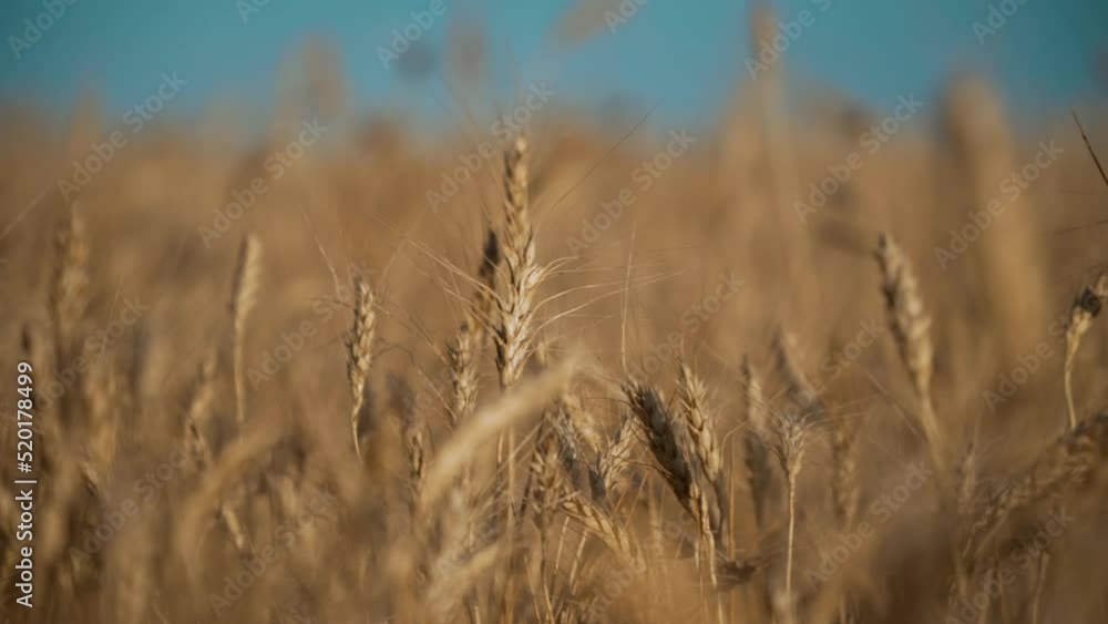 Golden wheat stalks move in a wind. Wheat crop in a countryside ready for gathering the harvest. Cultivation and collection of organic grain culture. Food industry and agriculture concept of Ukraine. Golden wheat stalks move in a wind. Wheat crop in a countryside ready for gathering the harvest. Cultivation and collection of organic grain culture. Food industry and agriculture concept of Ukraine.