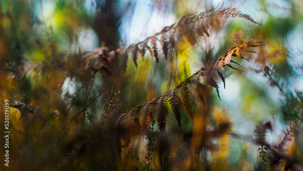 Fougères aux teintes flétries, photographiées dans la forêt des Landes de Gascogne, en période hivernale