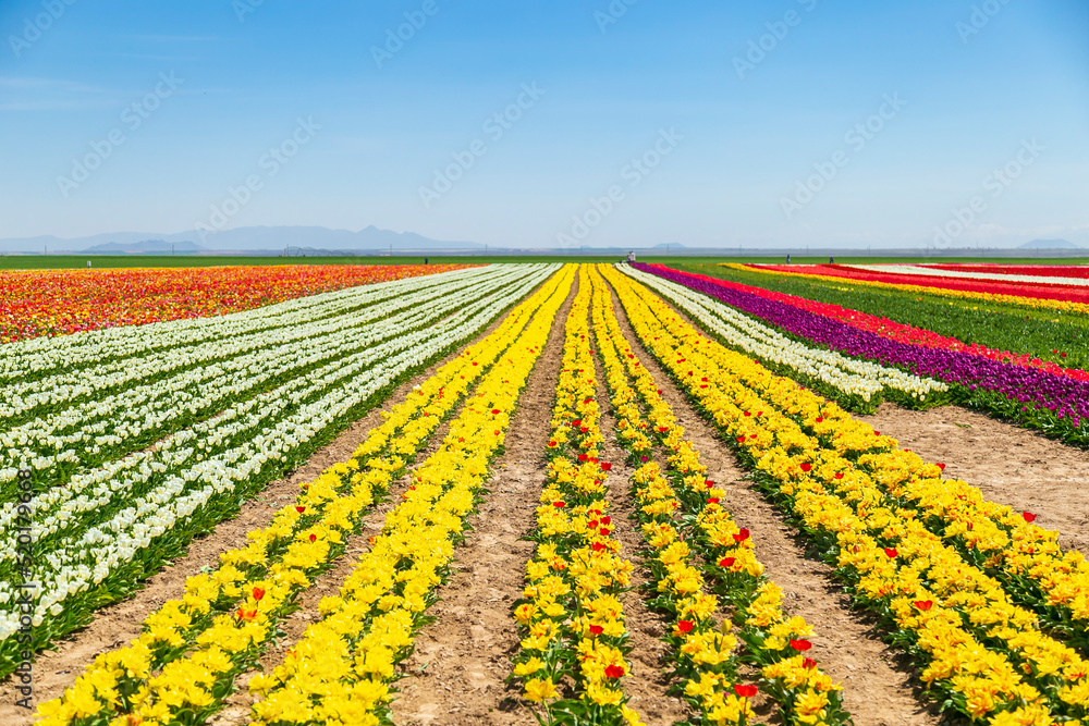 A magical landscape with blue sky over tulip field in KONYA TURKEY. colorful flowers