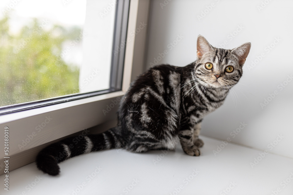American Shorthair is sitting on the windowsill, looking at the camera.