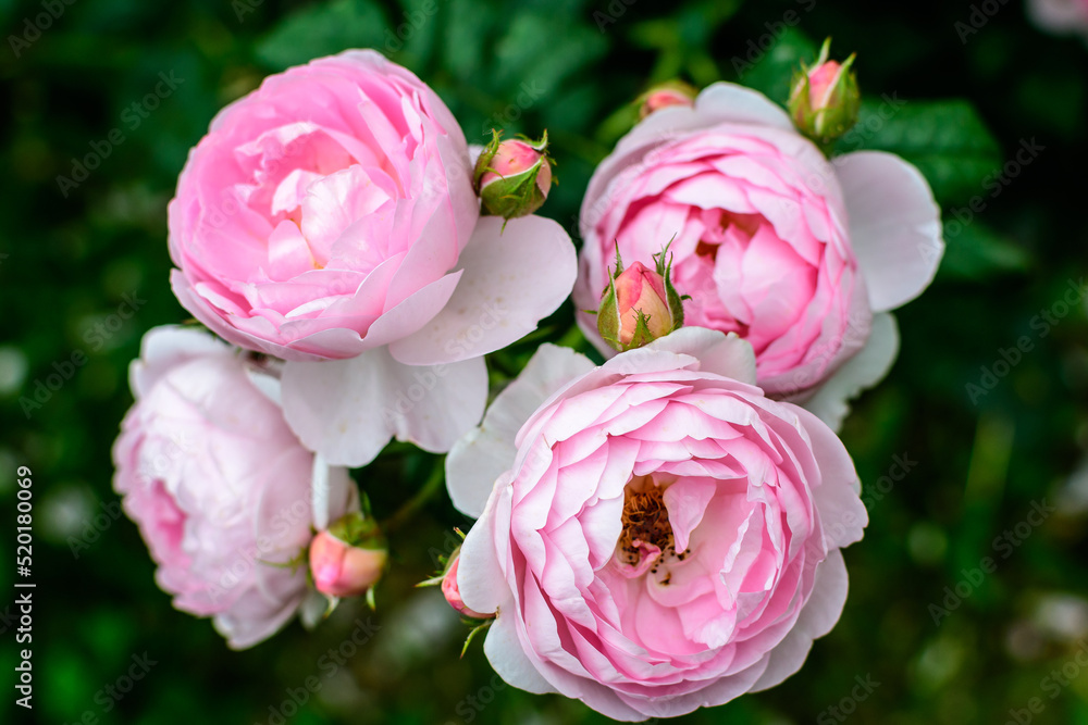 Large green bush with fresh vivid pink roses, smaller blooms and green leaves in a garden in a sunny summer day, beautiful outdoor floral background photographed with soft focus. Large green bush with fresh vivid pink roses, smaller blooms and green leaves in a garden in a sunny summer day, beautiful outdoor floral background photographed with soft focus.
