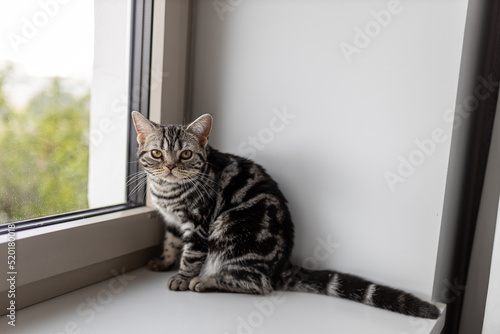 Foto American Shorthair is sitting on the windowsill, looking at the camera