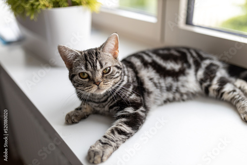 American Shorthair is sitting on the windowsill, looking at the camera.