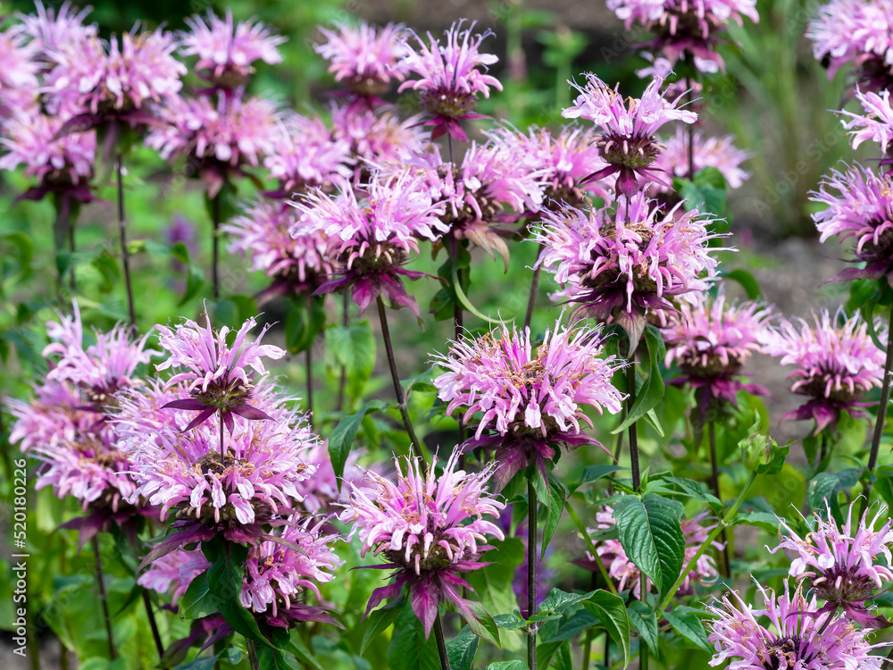 Monarda Beauty of Cobham flowering in a garden Monarda Beauty of Cobham flowering in a garden