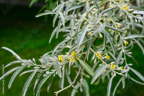 Silver leaves and small yellow flowers of Elaeagnus angustifolia plant, commonly called wild Russian or Persian olive, silver berry, oleaster, on branches in a sunny spring day.