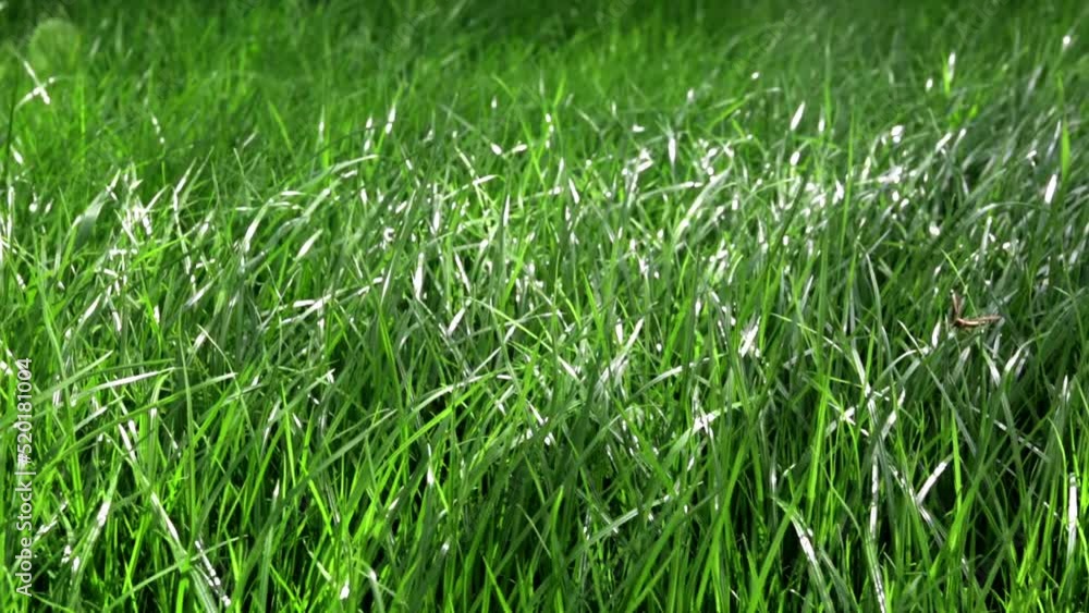 Green lush lawn background. Close-up side view. Field of dense grass in perspective. Garden care. Video footage hd. Healthy plant cover. Natural wallpaper. Freshness. Summer season. Windy weather. Green lush lawn background. Close-up side view. Field of dense grass in perspective. Garden care. Video footage hd. Healthy plant cover. Natural wallpaper. Freshness. Summer season. Windy weather.