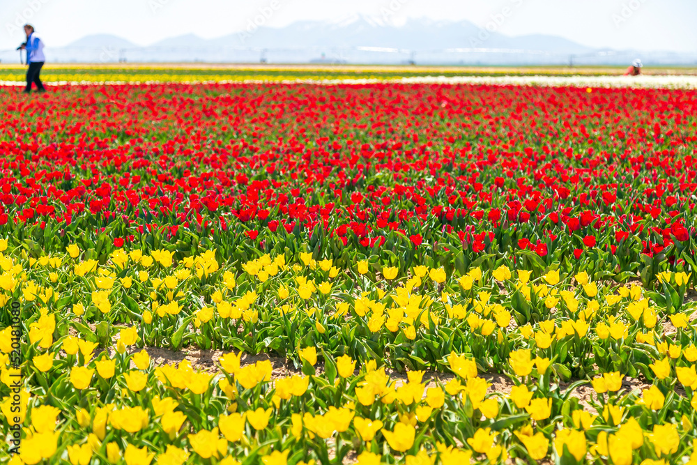 A magical landscape with blue sky over tulip field in KONYA TURKEY. colorful flowers