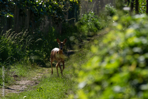 young female roe deer on a path in the forest