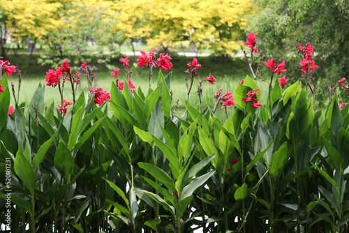 Red canna flowers garden by the pond in the park on a  sunny day