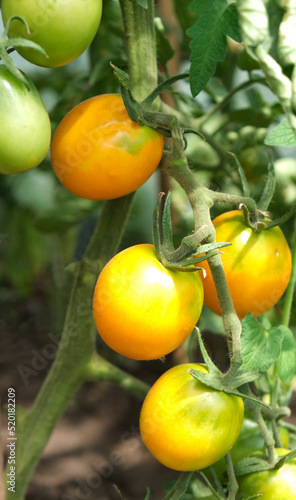 Wallpaper Mural yellow tomatoes on a bush in the garden Torontodigital.ca