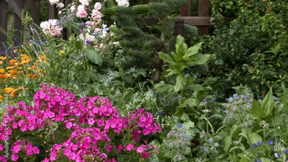 Blooming wild flowers, honey meadow in home garden. Various species of flowering plants. Colorful and green plants. Blooming wild flowers, honey meadow in home garden. Various species of flowering plants. Colorful and green plants.