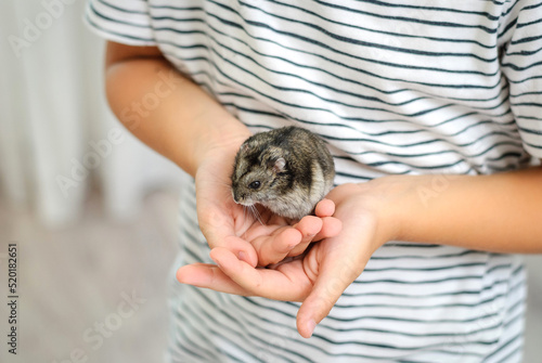 children's hands holding a hamster, close-up