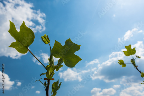 Tulip tree (Liriodendron tulipifera) leaves with blue sky in the background. Also known as American tulip tree, tulipwood, tuliptree, tulip poplar, whitewood, fiddletree, and yellow-poplar. 