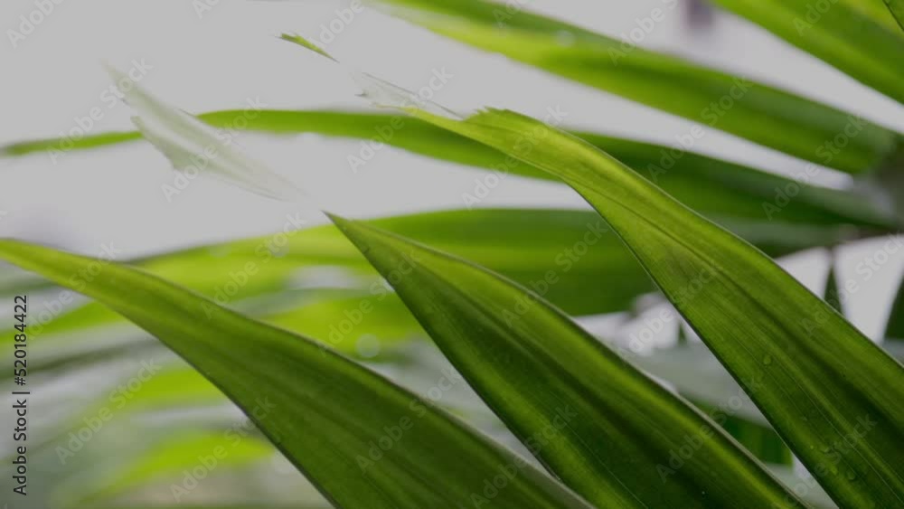 Tropical coconut leaves swaying in the wind with raindrops and dew, summer background. Tropical coconut leaves swaying in the wind with raindrops and dew, summer background.