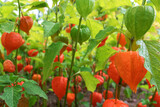 Physalis alkekengi, bladder cherry close-up shrub plant in bright orange red colors